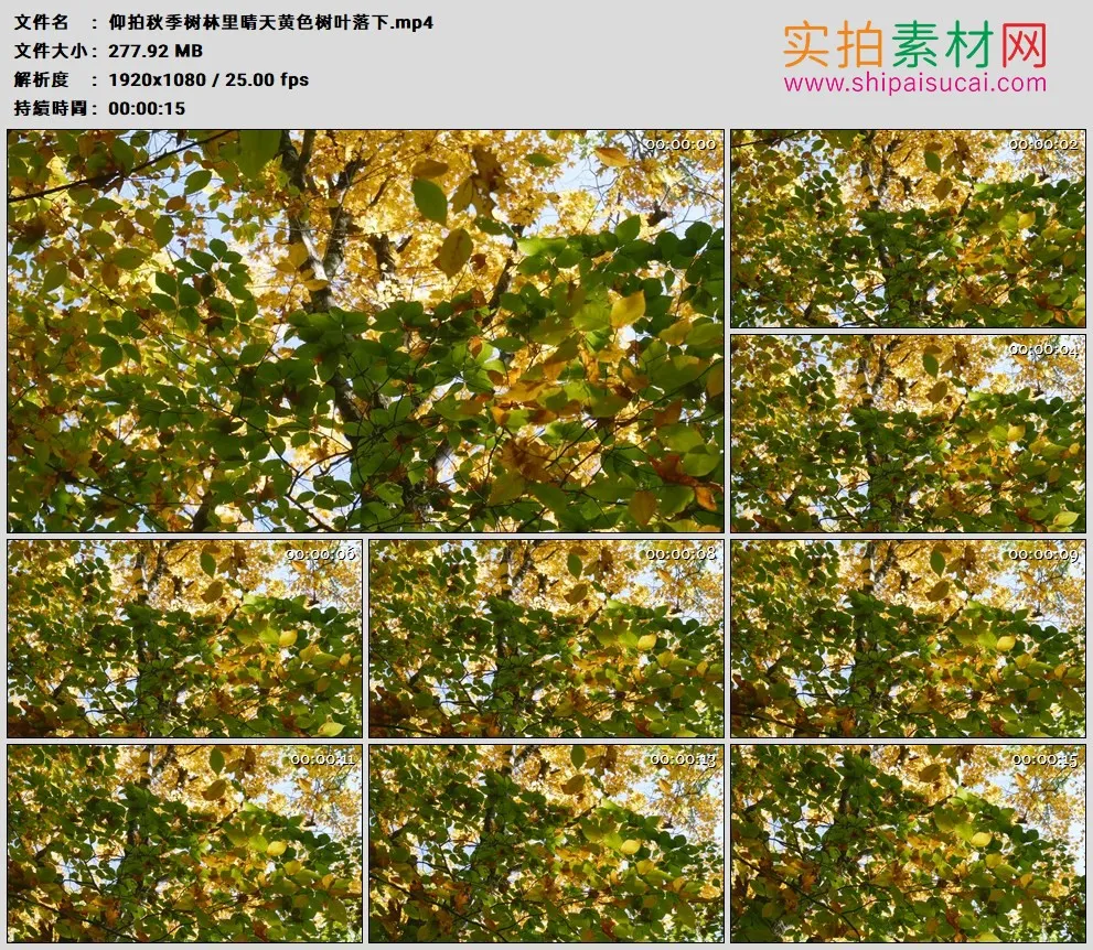 高清实拍视频素材丨仰拍秋季树林里晴天黄色树叶落下