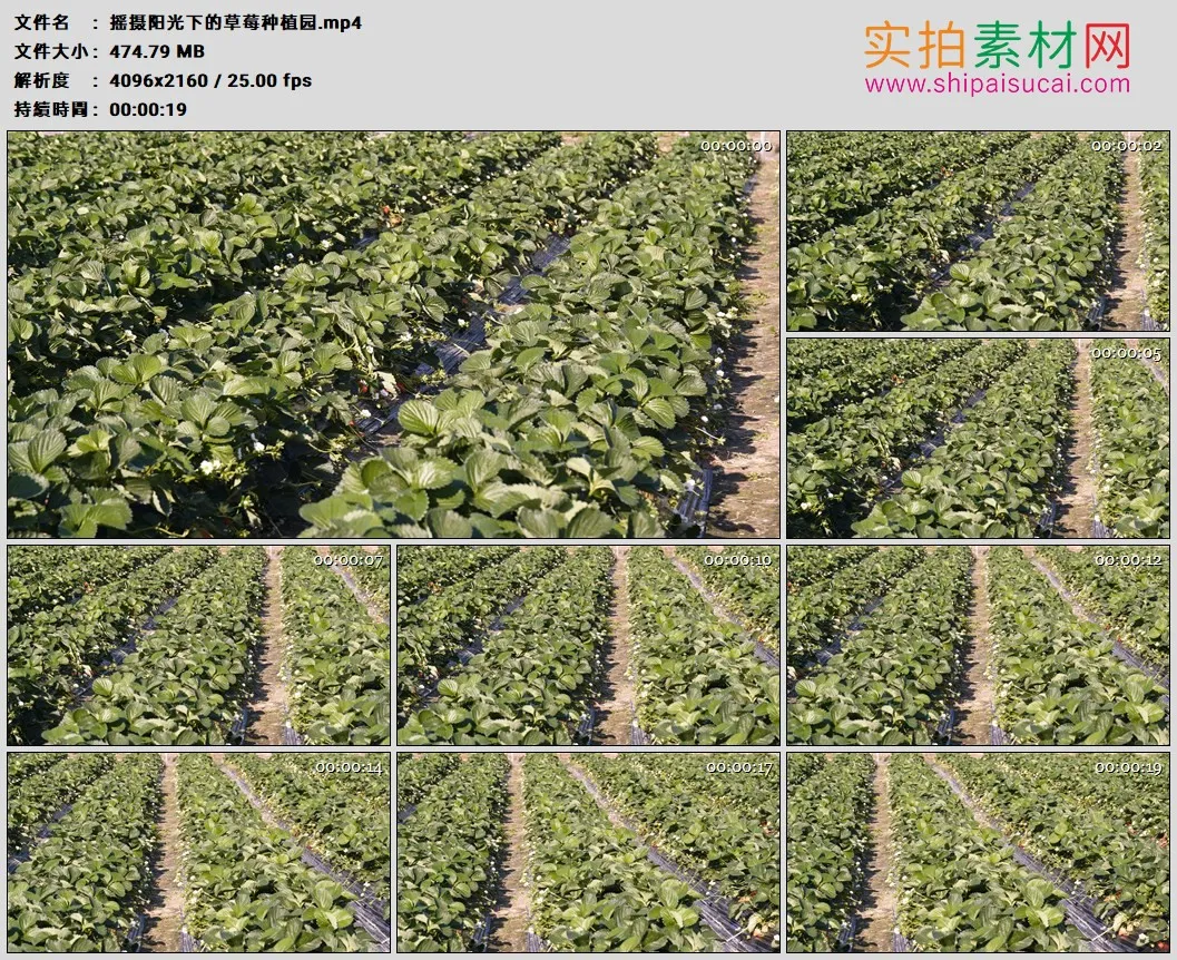 4K高清实拍视频素材丨摇摄阳光下的草莓种植园