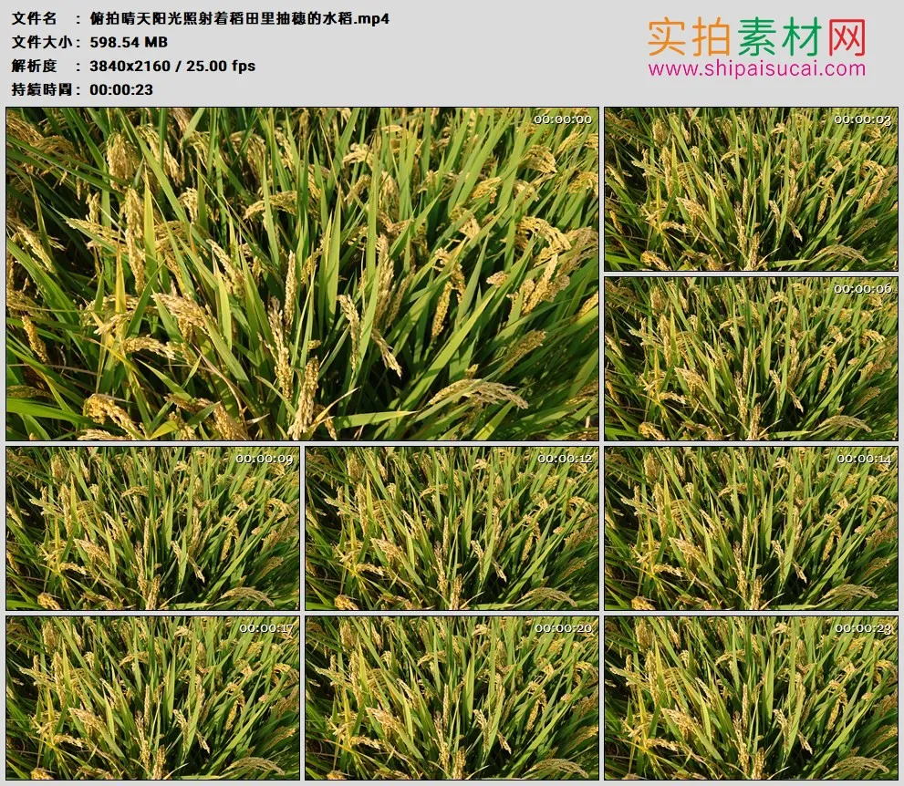 4K高清实拍视频素材丨俯拍晴天阳光照射着稻田里抽穗的水稻