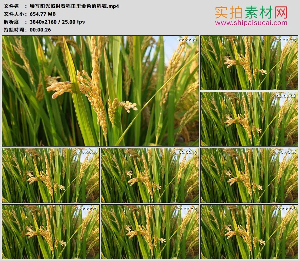 4K高清实拍视频素材丨特写阳光照射着稻田里金色的稻穗