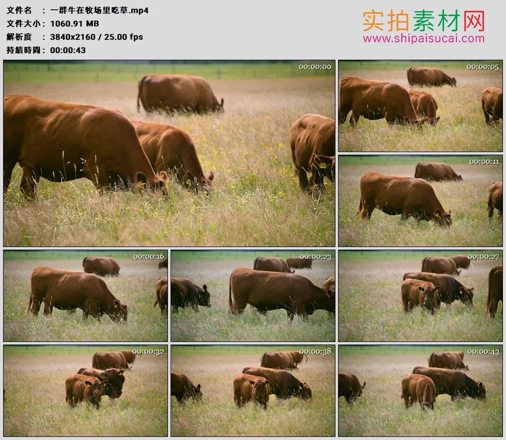 4K高清实拍视频素材丨一群牛在牧场里吃草
