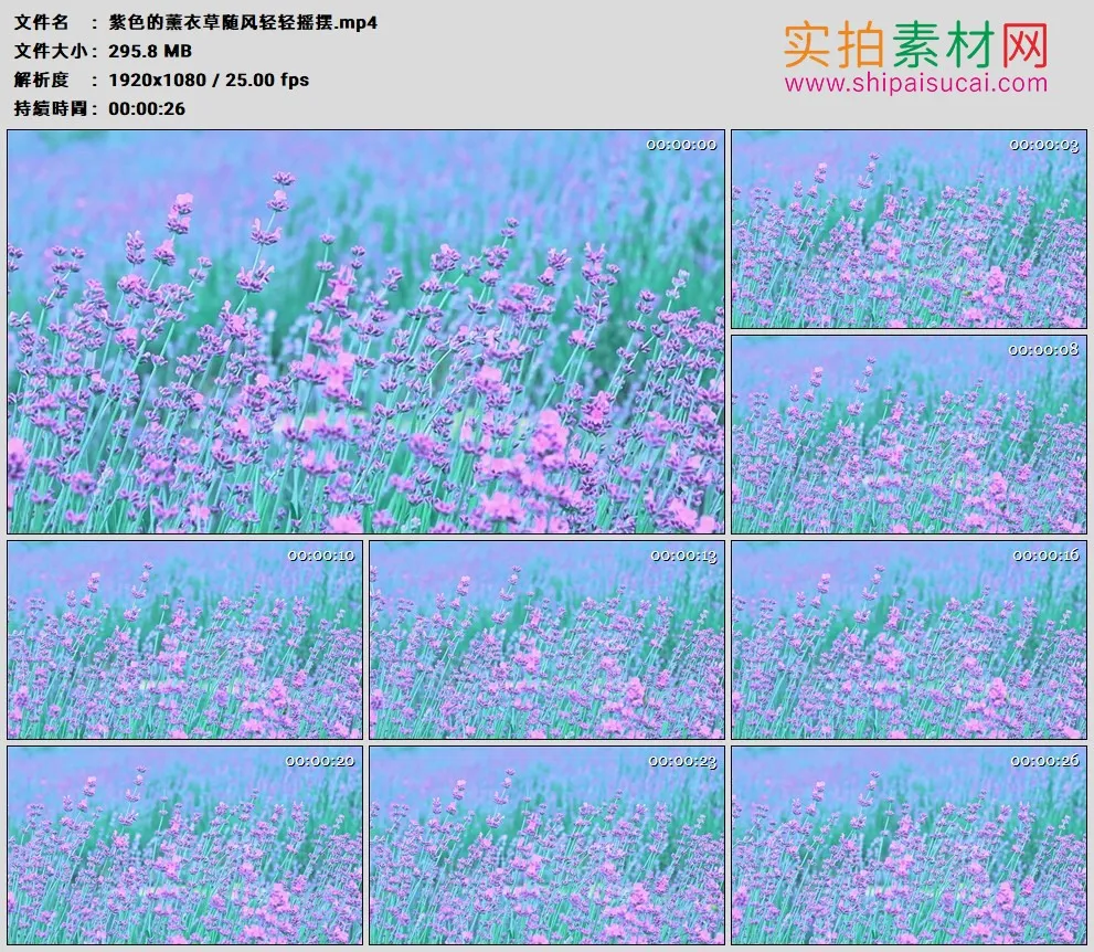 高清实拍视频素材丨紫色的薰衣草随风轻轻摇摆