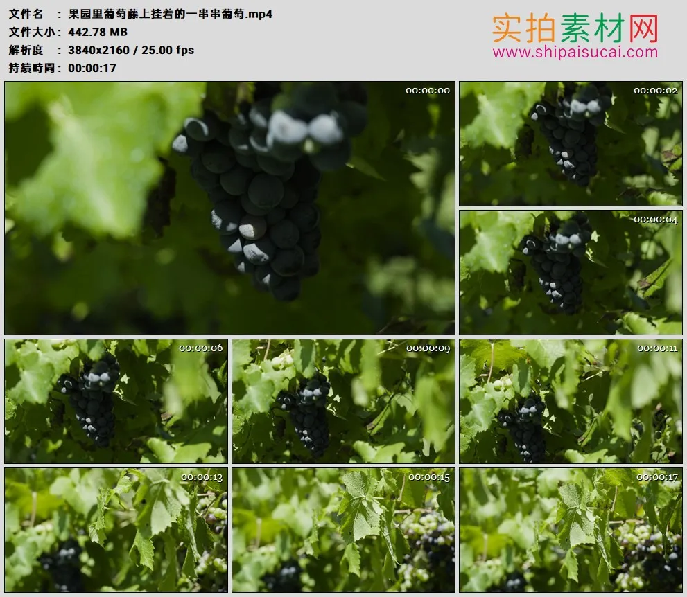 4K高清实拍视频素材丨果园里葡萄藤上挂着的一串串葡萄