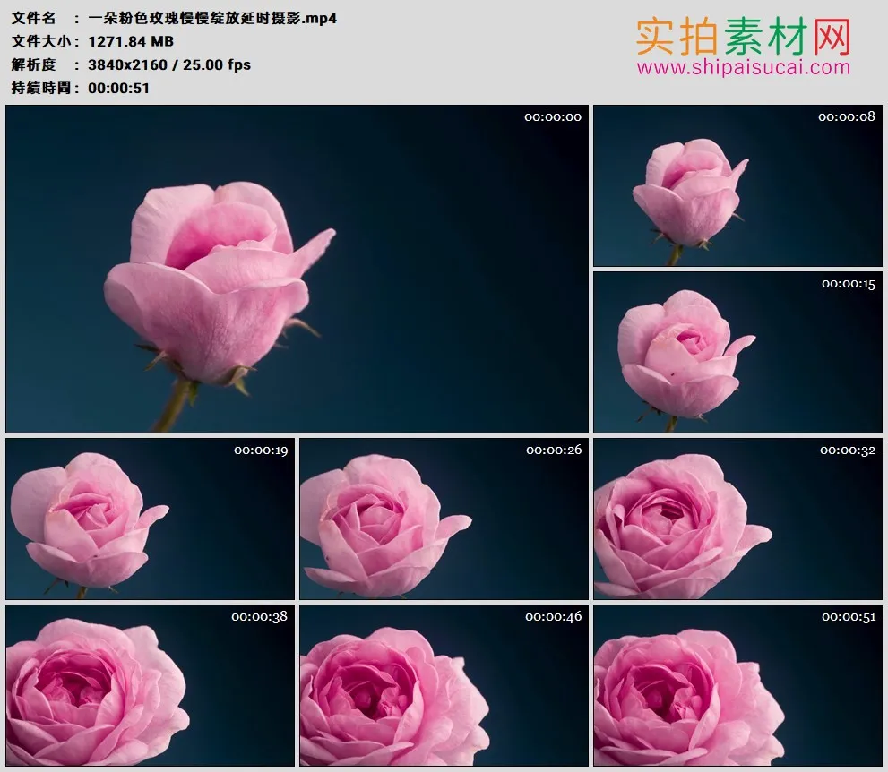 4K高清实拍视频素材丨一朵粉色玫瑰慢慢绽放延时摄影